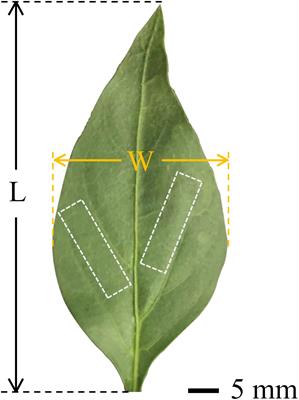 Motion behavior of droplets on curved leaf surfaces driven by airflow